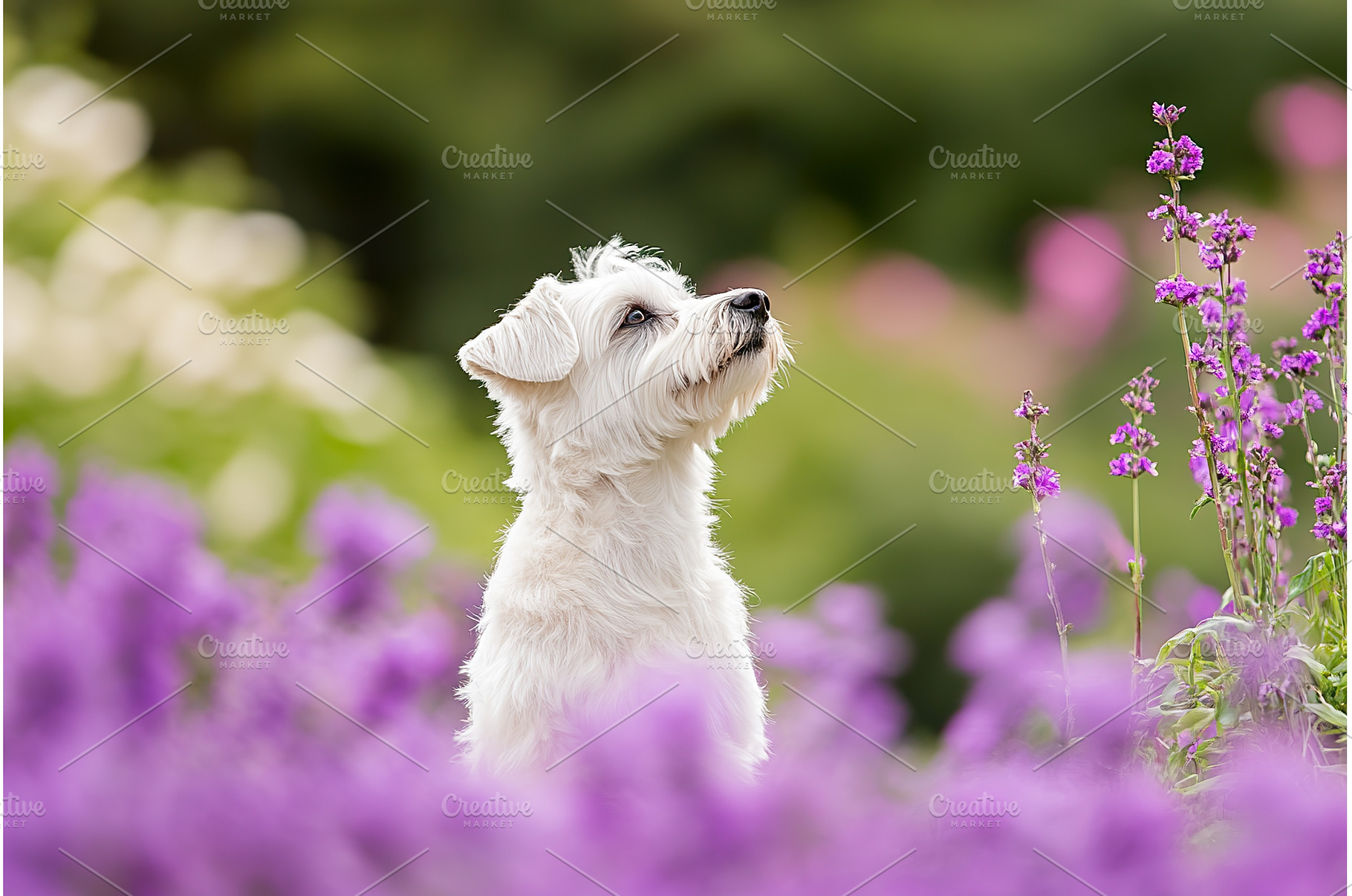 White Dog Looking Upward in a Garden, a Nature Photo by Lermont51