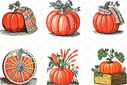 Pumpkin Hand Drawn Fall, an Illustration by Black Bird Studio (Thumbnail 3 of 6)