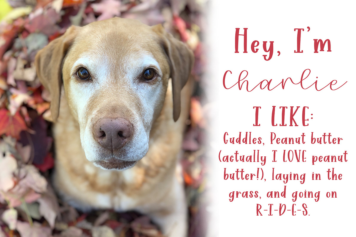Charlie Marley Script Serif Duo preview 2
