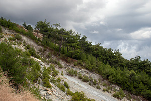 Green trees on steep mountainside, a Nature Photo by Schreibikus