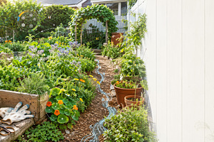Foraging garden home with lush plant, a Photo by Dvoevnore photos
