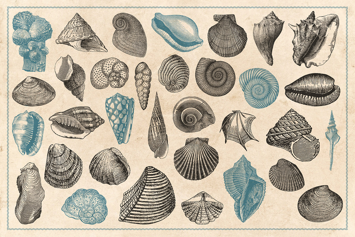 154 Vintage Sea Illustrations, an Animal Illustration by Brigantine Designs (Photo 10 of 10)