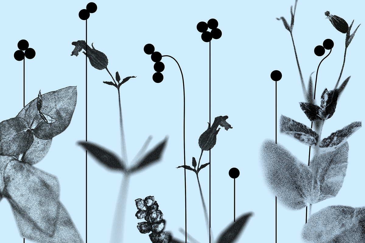 HERBARIA. Pressed Wildflower Scans, an Object Graphic by Schumacher Shop (Photo 2 of 21)
