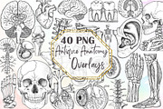 Antique Anatomy Overlays Set, an Illustration by Sublimation Artist (Thumbnail 1 of 6)
