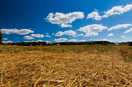 straw on agricultural land after harvesting, a Nature Photo by MyPhotos