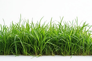 Lush green grass isolated on white b, a Photo by Pixeness Studio
