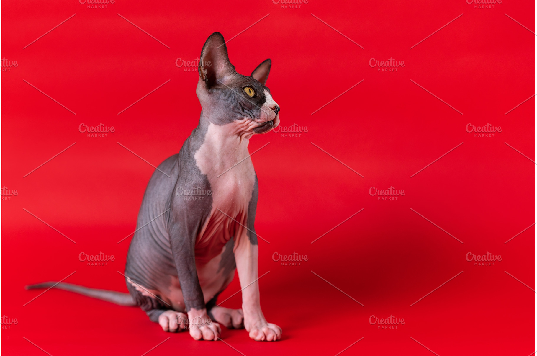 Cute Sphynx on scarlet background, an Animal Photo by Alexander-Piragis