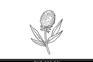 Australian Native Flowers Clipart