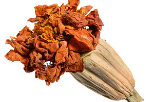 Dried marigold flower with bud and withered petals, a Nature Photo by ndanko