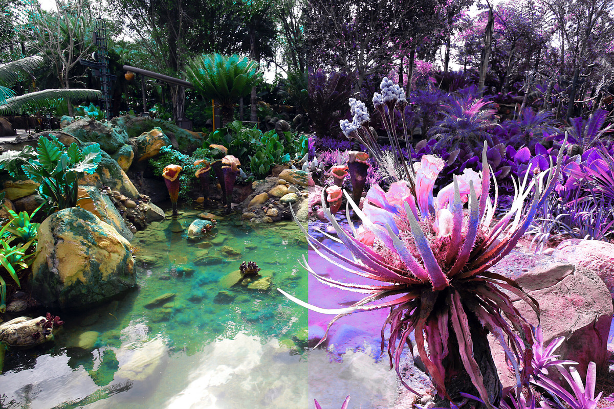 454 Infrared Fantasy Pro LUTs, a Preset Add-On by ShutterPro (Photo 9 of 48)