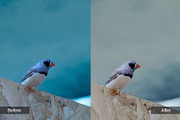 Nature Preset Pack 4, a Preset Add-On by MadeRed (Thumbnail 10 of 11)