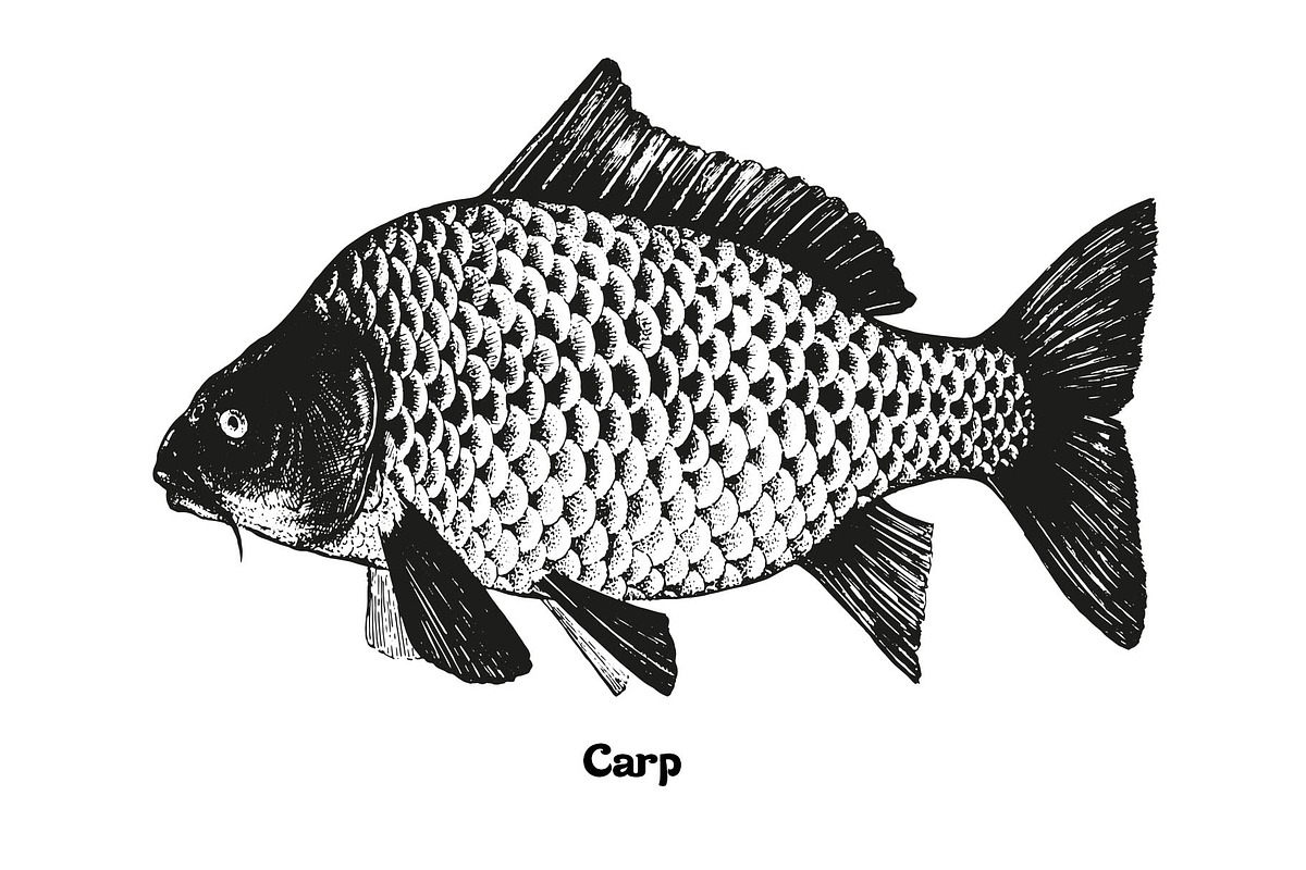 Fish collection, part 2, a Food Illustration by ZotovShop (Photo 6 of 11)