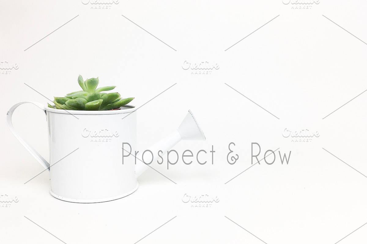 Succulent Photo Bundle, a Photo by Hudson Lark Studio (Photo 8 of 8)
