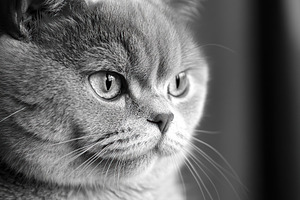 Cute grey british breed cat, an Animal Photo by AlyaAnd