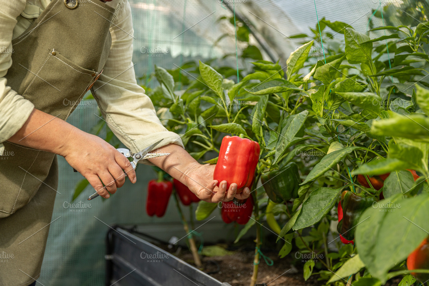 Farmer holding a organic ripe bell peppers, a Photo by Grafvision photography