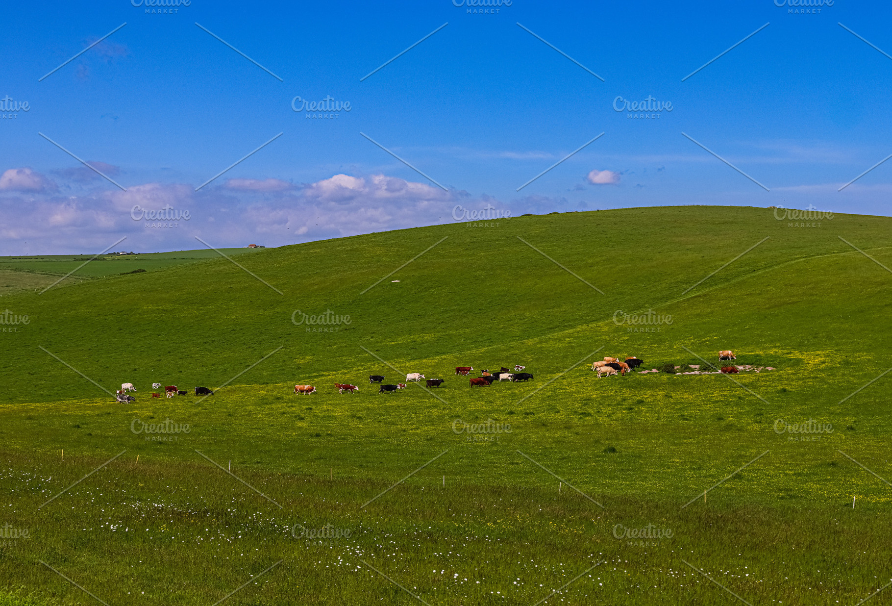 Cattle grazing on green rolling hills under a blue sky, concept of sustainable, a Photo by Studio ANNA
