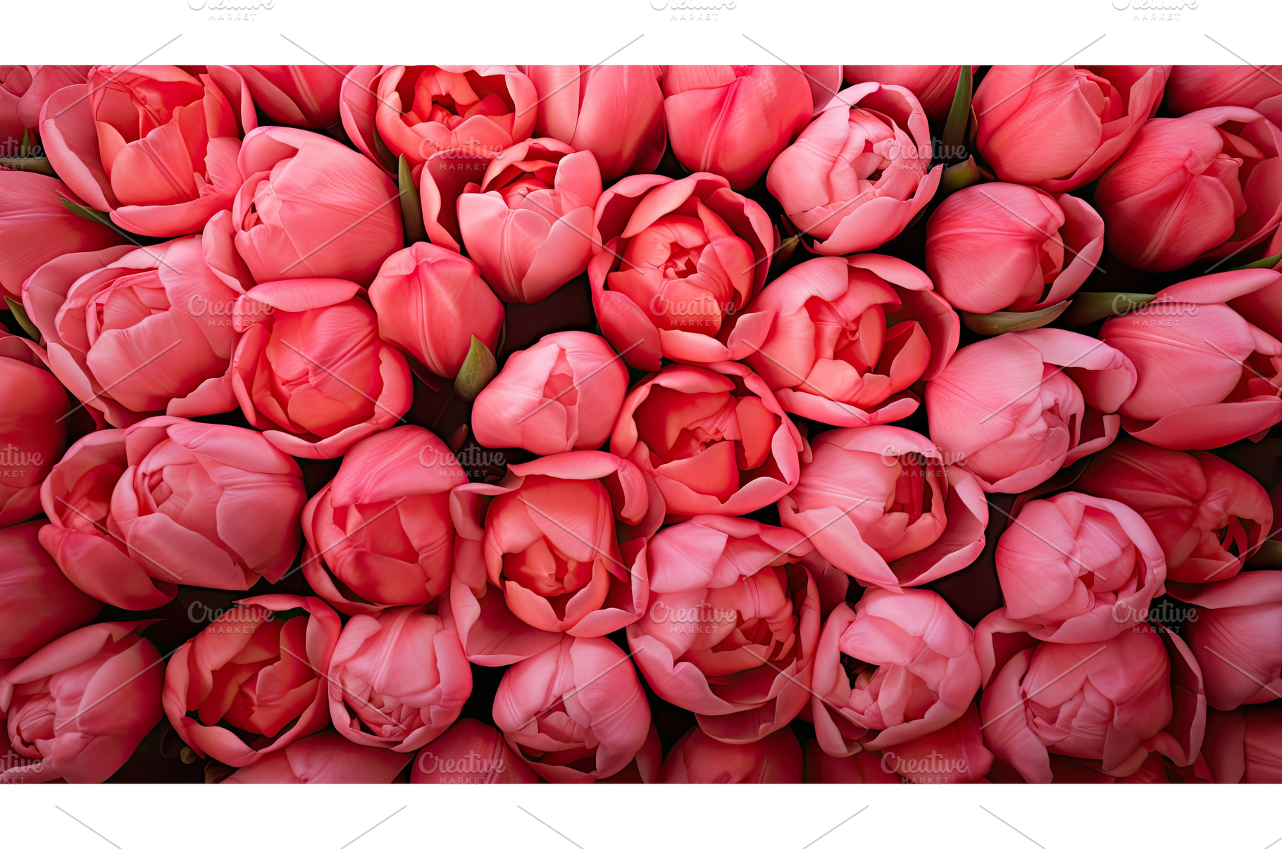 bouquet happy pink red coral ai, a Background Photo by pikepicture