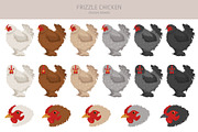 Frizzle Chicken breed clip art, an Animal Illustration by pet design shop (Thumbnail 3 of 5)