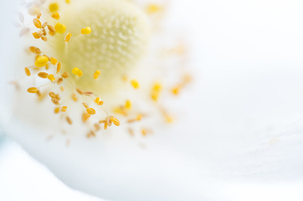 Spring Flower. Soft macro image., a Nature Photo by Emotion photo