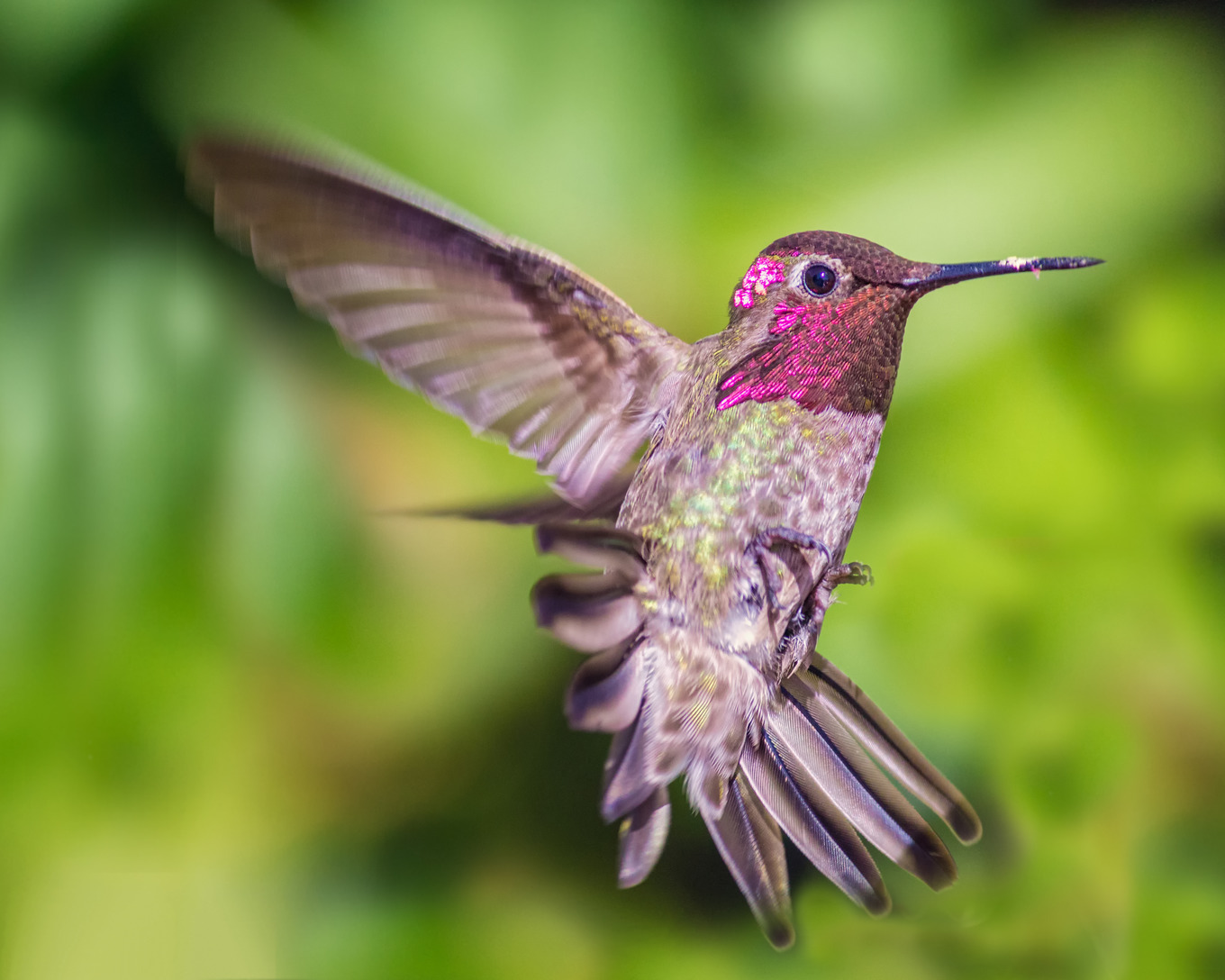 Hummingbird in flight color image day featuring hummingbird, bird, and ...