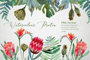 Watercolor Protea set