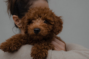 Dog / Puppy - Golden Doodle