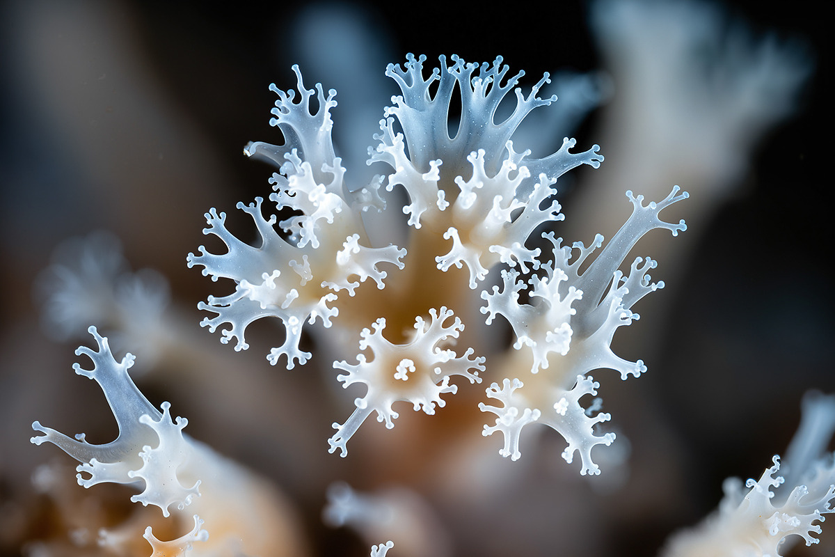 72 Microscopic Fungi Backgrounds, a Background Graphic by h.utomo (Photo 24 of 72)