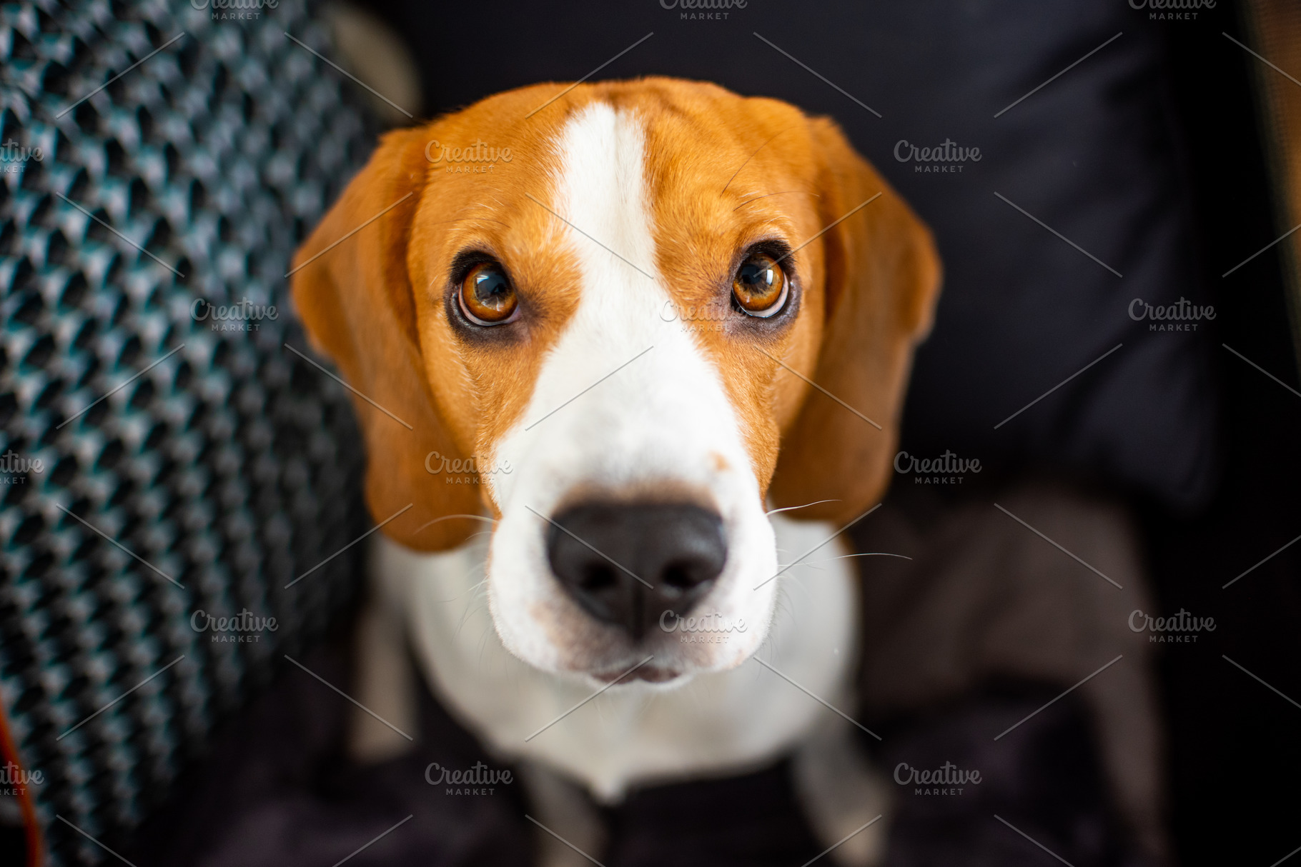 Beagle dog sits looking up, an Animal Photo by MadPhotos