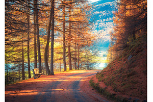 Mountain road in orange forest at, a Nature Photo by den-belitsky