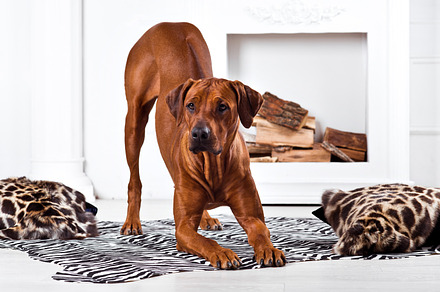 Rhodesian ridgeback dog bending with its ridge revealed stock photo