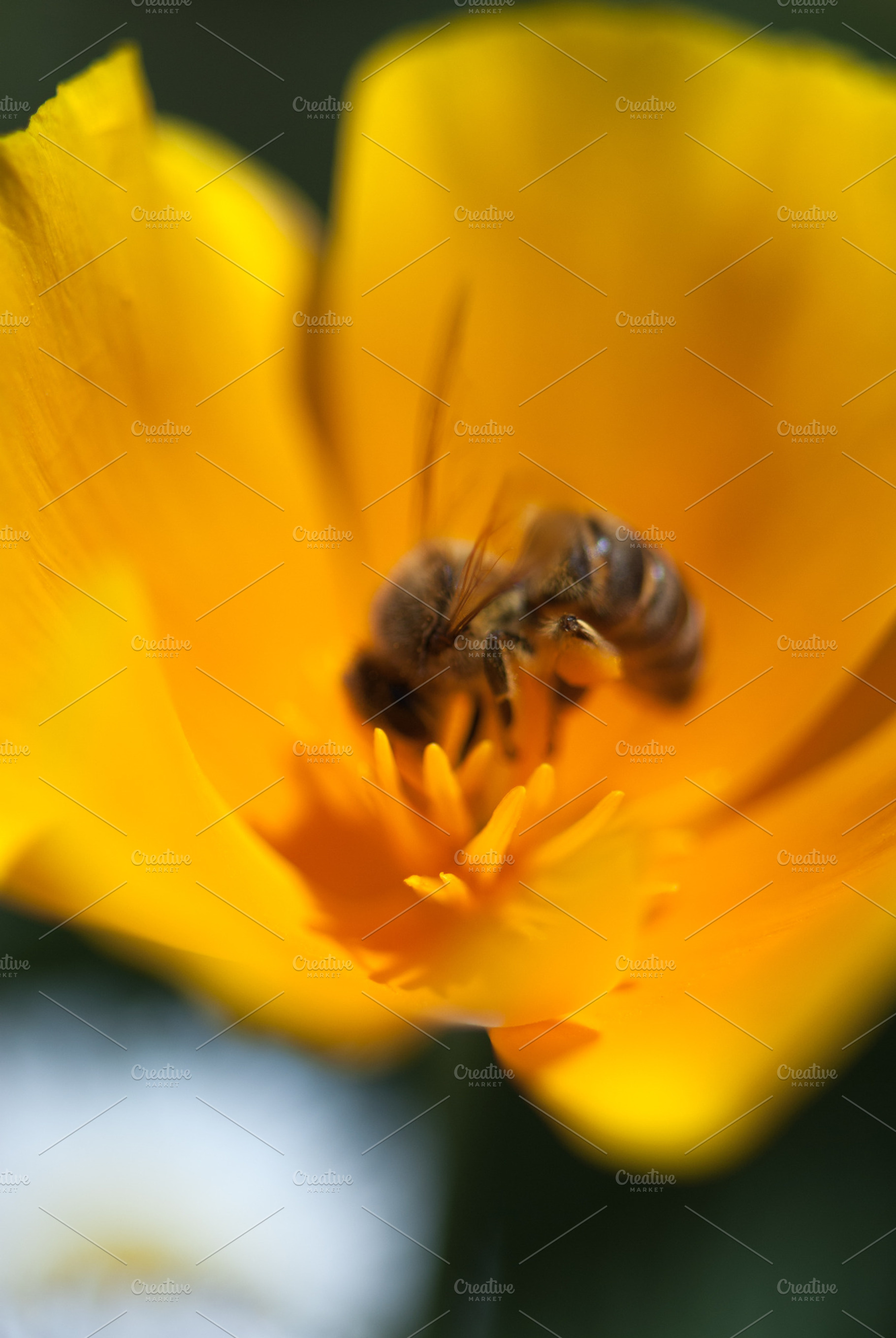The Pollinator 3