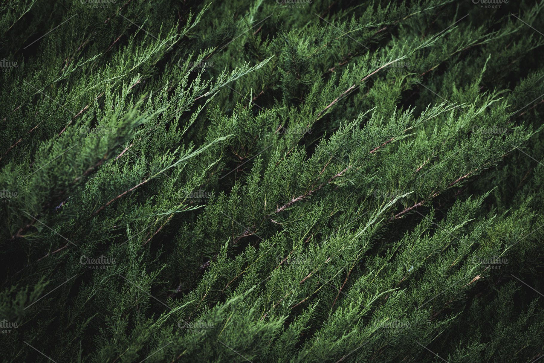 Dark green foliage of a cypress featuring color, nature, and natural, a Nature Photo by Visual Motiv