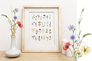 Watercolor Field Flowers Collection, a Decorative Illustration by MayaNavits (Thumbnail 8 of 16)
