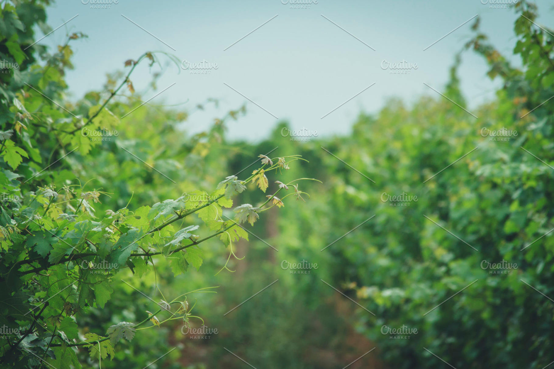 Vineyard featuring vine, vineyard, and green