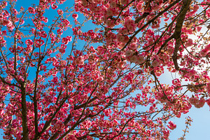 Full cherry blossom tree with dense pink flowers under a clear b, a Nature Photo by Ales Munt