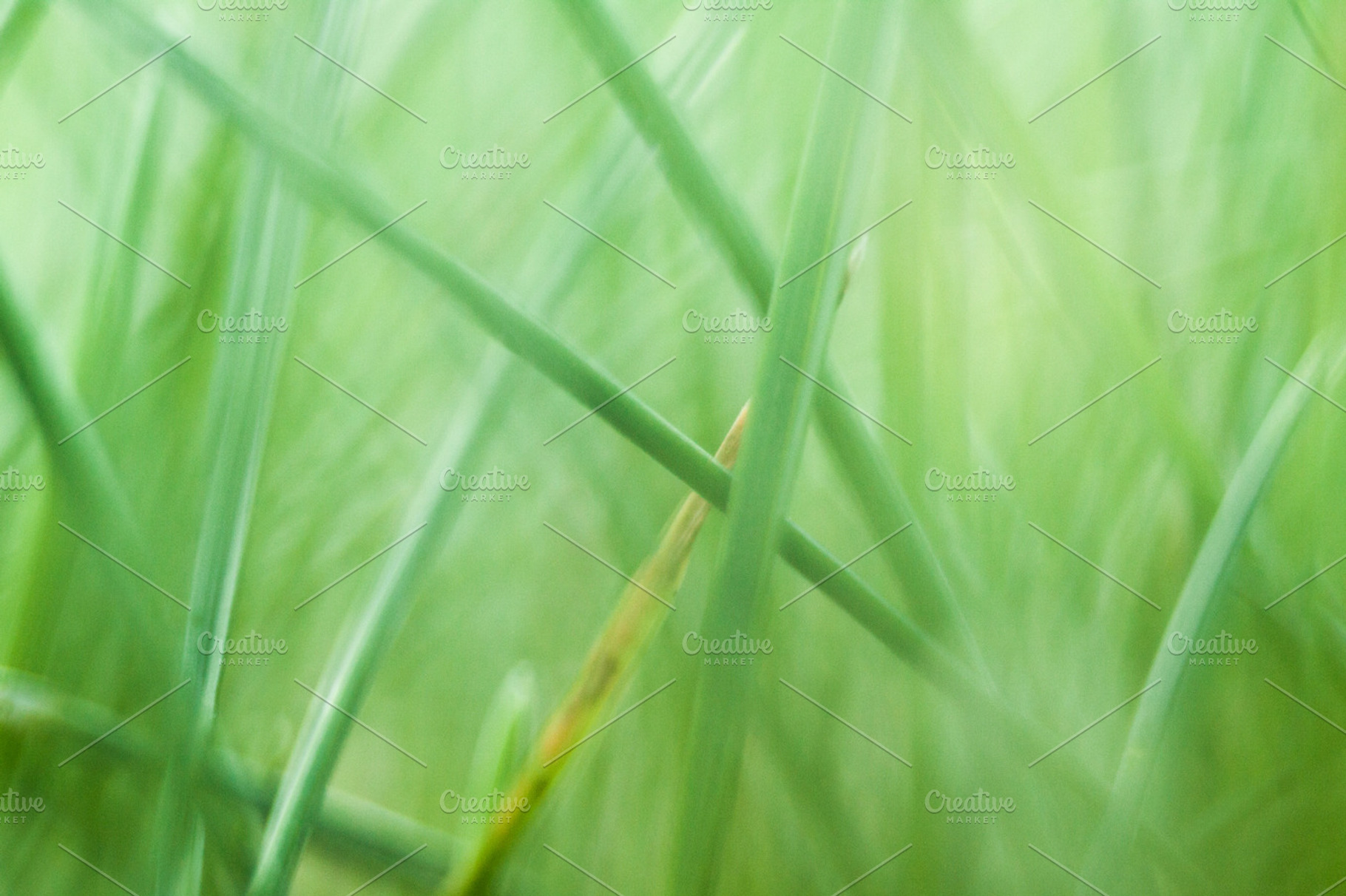 In the grass stock photo containing grass and morning