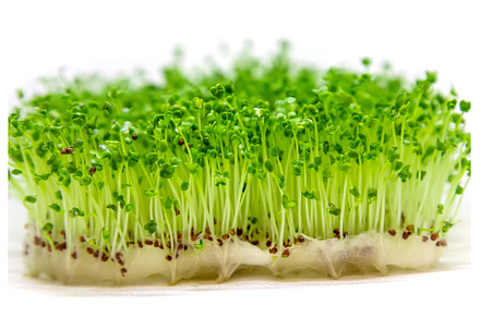 Microgreen arugula sprouts isolate, a Food & Drink Photo by yanadjana