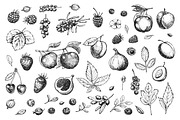 Hand drawn vegetables and fruit, a Decorative Illustration by Ulafant (Thumbnail 19 of 25)