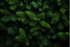 Background of christmas fir tree, a Nature Photo by Ylivdesign