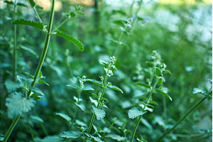 Fresh mint growing abundantly in a, a Nature Photo by darksoul72