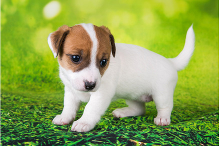Jack Russell Terrier puppy dog on a, an Animal Photo by COLORFUL