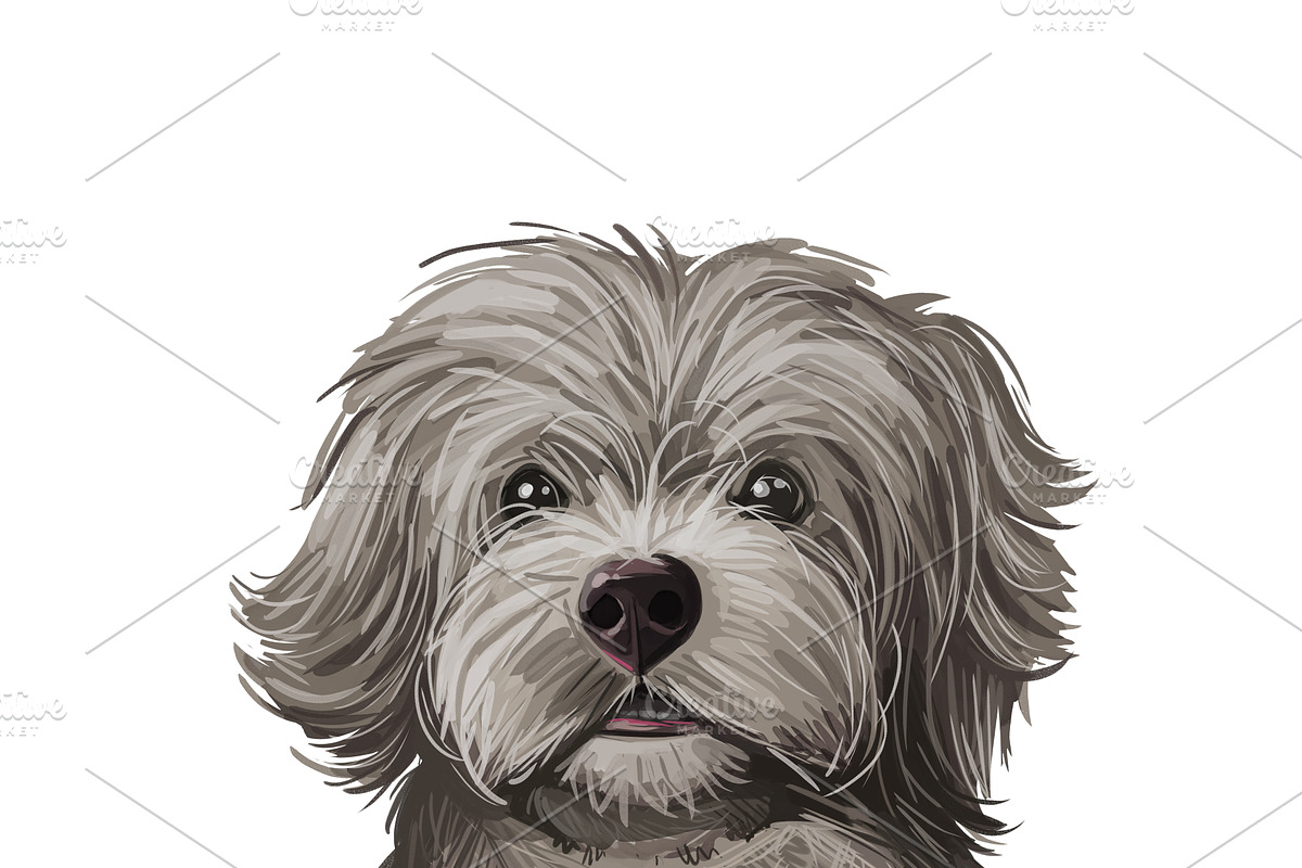Poodle Cross Breeds 27 Dogs/Puppies, an Animal Illustration by Dneprstock (Photo 25 of 27)