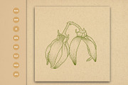 Ylang Ylang flower engraving style, a Healthcare Illustration by vectorartificer (Thumbnail 5 of 5)