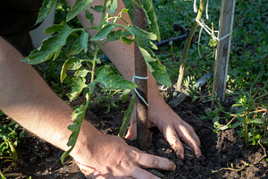 Planting Tomato Seedling, a Food & Drink Photo by Ales Munt