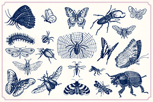 Vintage Insects And Butterflies