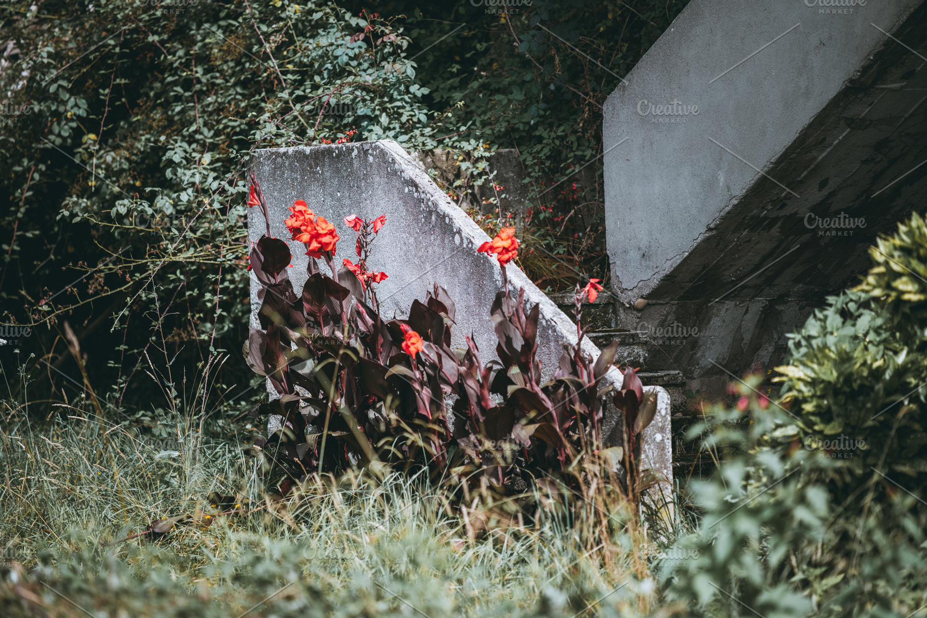 Red flowers by old concrete stairs, a Nature Photo by SkyNext
