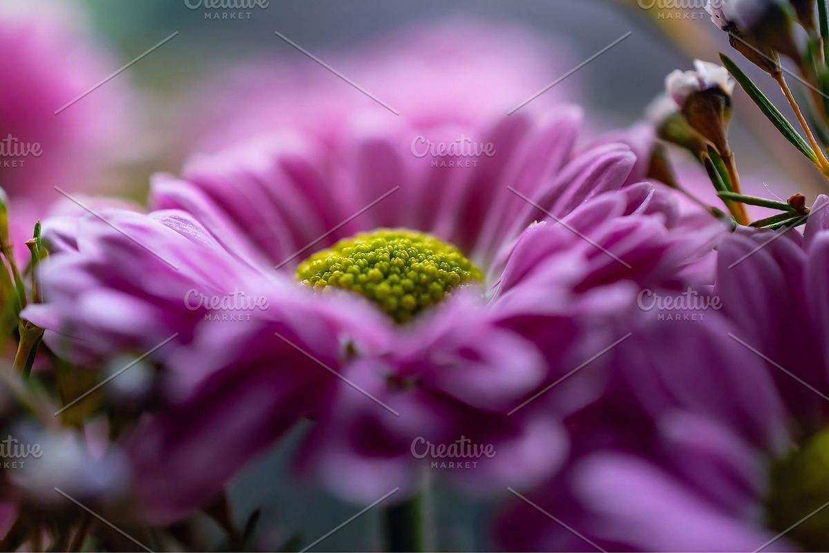 Pink Chrysanthemum flower, a Nature Photo by Ana Dee Photography (Photo 1 of 2)
