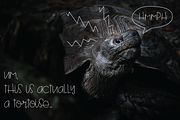 Turtle, a Sans Serif Font by Treich Design (Thumbnail 4 of 4)
