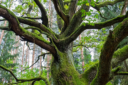 Oak cowered with green moss, a Nature Photo by chamillewhite