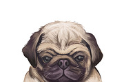 Dogs Cross Breeds 56 Animals Bundle, an Animal Illustration by Dneprstock (Thumbnail 35 of 55)